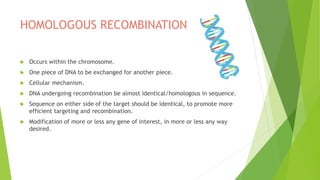HOMOLOGOUS RECOMBINATION
 Occurs within the chromosome.
 One piece of DNA to be exchanged for another piece.
 Cellular mechanism.
 DNA undergoing recombination be almost identical/homologous in sequence.
 Sequence on either side of the target should be identical, to promote more
efficient targeting and recombination.
 Modification of more or less any gene of interest, in more or less any way
desired.
 