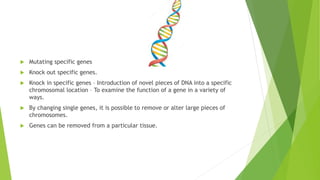  Mutating specific genes
 Knock out specific genes.
 Knock in specific genes – Introduction of novel pieces of DNA into a specific
chromosomal location – To examine the function of a gene in a variety of
ways.
 By changing single genes, it is possible to remove or alter large pieces of
chromosomes.
 Genes can be removed from a particular tissue.
 