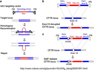Comprehensive Overview of Gene Targeting Strategies and Techniques in ...