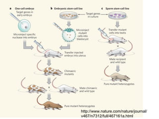 Comprehensive Overview of Gene Targeting Strategies and Techniques in ...
