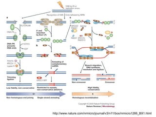 Comprehensive Overview of Gene Targeting Strategies and Techniques in ...