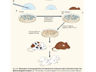 Comprehensive Overview of Gene Targeting Strategies and Techniques in ...