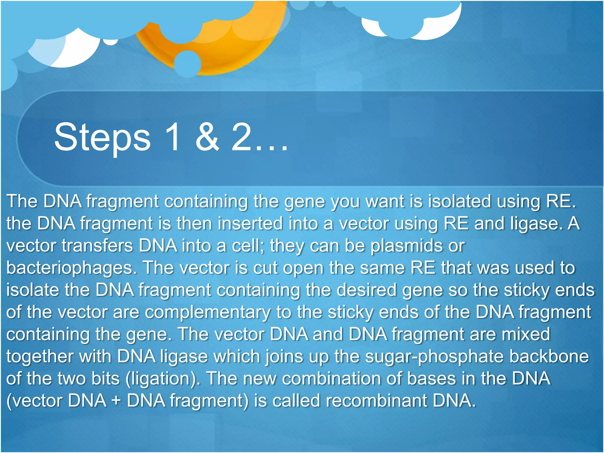 Steps 1 & 2…
The DNA fragment containing the gene you want is isolated using RE.
the DNA fragment is then inserted into a vector using RE and ligase. A
vector transfers DNA into a cell; they can be plasmids or
bacteriophages. The vector is cut open the same RE that was used to
isolate the DNA fragment containing the desired gene so the sticky ends
of the vector are complementary to the sticky ends of the DNA fragment
containing the gene. The vector DNA and DNA fragment are mixed
together with DNA ligase which joins up the sugar-phosphate backbone
of the two bits (ligation). The new combination of bases in the DNA
(vector DNA + DNA fragment) is called recombinant DNA.
 