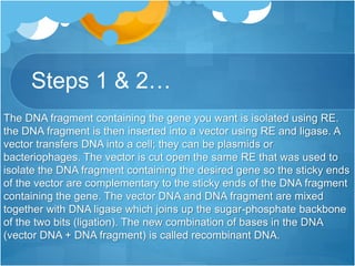Steps 1 & 2…
The DNA fragment containing the gene you want is isolated using RE.
the DNA fragment is then inserted into a vector using RE and ligase. A
vector transfers DNA into a cell; they can be plasmids or
bacteriophages. The vector is cut open the same RE that was used to
isolate the DNA fragment containing the desired gene so the sticky ends
of the vector are complementary to the sticky ends of the DNA fragment
containing the gene. The vector DNA and DNA fragment are mixed
together with DNA ligase which joins up the sugar-phosphate backbone
of the two bits (ligation). The new combination of bases in the DNA
(vector DNA + DNA fragment) is called recombinant DNA.
 