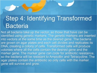 Step 4: Identifying Transformed
Bacteria
Not all bacteria take up the vector, so those that have can be
identified using genetic markers. The genetic markers are inserted
into vectors at the same time as the desired gene. The bacteria
are grown on agar plates and each cell divides and replicates its
DNA, creating a colony of cells. Transformed cells will produce
colonies where all the cells contain the desired gene and the
marker gene. The marker gene can code for antibiotic resistance,
so the bacteria will be resistant to Ampicillin and Tetracycline. The
agar plates contain the antibiotic so only cells with the marker
gene will survive and grow.
 