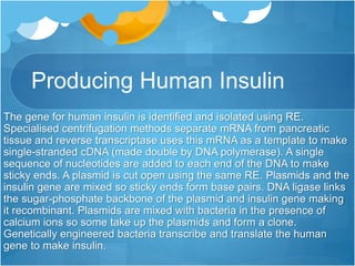 Producing Human Insulin
The gene for human insulin is identified and isolated using RE.
Specialised centrifugation methods separate mRNA from pancreatic
tissue and reverse transcriptase uses this mRNA as a template to make
single-stranded cDNA (made double by DNA polymerase). A single
sequence of nucleotides are added to each end of the DNA to make
sticky ends. A plasmid is cut open using the same RE. Plasmids and the
insulin gene are mixed so sticky ends form base pairs. DNA ligase links
the sugar-phosphate backbone of the plasmid and insulin gene making
it recombinant. Plasmids are mixed with bacteria in the presence of
calcium ions so some take up the plasmids and form a clone.
Genetically engineered bacteria transcribe and translate the human
gene to make insulin.
 