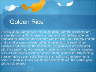 ‘Golden Rice’
The psy gene (from maize) and the crtl gene (from the soil bacterium)
are isolated using RE. A plasmid is removed from the Agrobacterium
tumefaciens bacterium and cut open with the same RE. The psy and crtl
and a marker gene are inserted into the plasmid; this recombinant
plasmid is put back into the bacterium. Rice plant cells are incubated
with the transformed A.tumefaciens bacteria, which infect the rice plant
cells. A.tumefaciens inserts the genes into the plant cells’ DNA creating
transformed rice plant cells. The rice plant cells are then grown on a
selective medium so only transformed rice plants with the marker gene
will be able to grow.
 
