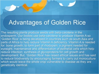 Advantages of Golden Rice
The resulting plants produce seeds with beta-carotene in the
endosperm. Our bodies use beta-carotene to produce Vitamin A so
‘Golden Rice’ is being developed in countries such as south Asia and
parts of Africa to help reduce Vitamin A deficiency. Vitamin A is needed
for: bone growth; to form part of rhodopsin, a pigment needed for
eyesight; maintenance and differentiation of epithelial cells which help
reduce infection; synthesis of glycoproteins for cell growth and
development. But, ‘Golden Rice’ has raised ethical issues and has said
to reduce biodiversity by encouraging farmers to carry out monoculture
which would leave the whole crop vulnerable to disease as they are
genetically identical.
 