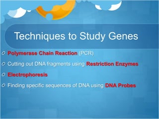 Techniques to Study Genes
Polymerase Chain Reaction (PCR)
Cutting out DNA fragments using Restriction Enzymes
Electrophoresis
Finding specific sequences of DNA using DNA Probes
 