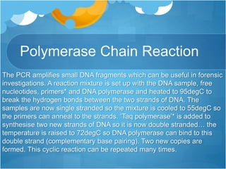 Polymerase Chain Reaction
The PCR amplifies small DNA fragments which can be useful in forensic
investigations. A reaction mixture is set up with the DNA sample, free
nucleotides, primers* and DNA polymerase and heated to 95degC to
break the hydrogen bonds between the two strands of DNA. The
samples are now single stranded so the mixture is cooled to 55degC so
the primers can anneal to the strands. ‘Taq polymerase’* is added to
synthesise two new strands of DNA so it is now double stranded… the
temperature is raised to 72degC so DNA polymerase can bind to this
double strand (complementary base pairing). Two new copies are
formed. This cyclic reaction can be repeated many times.
 