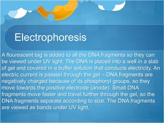 Electrophoresis
A flourescent tag is added to all the DNA fragments so they can
be viewed under UV light. The DNA is placed into a well in a slab
of gel and covered in a buffer solution that conducts electricity. An
electric current is passed through the gel – DNA fragments are
negatively charged because of its phosphoryl groups, so they
move towards the positive electrode (anode). Small DNA
fragments move faster and travel further through the gel, so the
DNA fragments separate according to size. The DNA fragments
are viewed as bands under UV light,
 