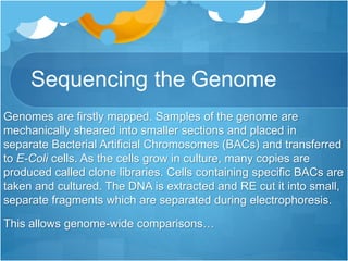 Sequencing the Genome
Genomes are firstly mapped. Samples of the genome are
mechanically sheared into smaller sections and placed in
separate Bacterial Artificial Chromosomes (BACs) and transferred
to E-Coli cells. As the cells grow in culture, many copies are
produced called clone libraries. Cells containing specific BACs are
taken and cultured. The DNA is extracted and RE cut it into small,
separate fragments which are separated during electrophoresis.
This allows genome-wide comparisons…
 