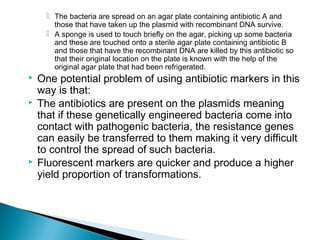  The bacteria are spread on an agar plate containing antibiotic A and
those that have taken up the plasmid with recombinant DNA survive.
 A sponge is used to touch briefly on the agar, picking up some bacteria
and these are touched onto a sterile agar plate containing antibiotic B
and those that have the recombinant DNA are killed by this antibiotic so
that their original location on the plate is known with the help of the
original agar plate that had been refrigerated.






One potential problem of using antibiotic markers in this
way is that:
The antibiotics are present on the plasmids meaning
that if these genetically engineered bacteria come into
contact with pathogenic bacteria, the resistance genes
can easily be transferred to them making it very difficult
to control the spread of such bacteria.
Fluorescent markers are quicker and produce a higher
yield proportion of transformations.

 