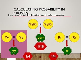 CALCULATING PROBABILITY IN
CROSSES
Use rule of multiplication to predict crosses
YyRr YyRr
x
yyrr
?%
Yy Yy
x Rr Rr
x
1/4 1/4
1/16
yy rr
x
 