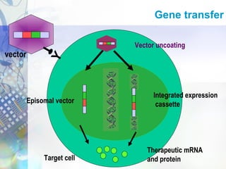 Yvector
Vector uncoating
Therapeutic mRNA
and protein
Episomal vector
Integrated expression
cassette
Target cell
Gene transfer
 