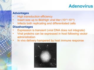 Advantages
• High transduction efficiency
• Insert size up to 8kbHigh viral titer (1010
-1013
)
• Infects both replicating and differentiated cells
Disadvantages
• Expression is transient (viral DNA does not integrate)
• Viral proteins can be expressed in host following vector
administration
• In vivo delivery hampered by host immune response
Adenovirus
 