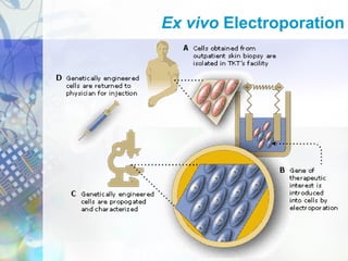 Ex vivo Electroporation
 