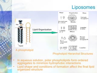 • In aqueous solution, polar phospholipids form ordered
aggregates to minimize hydrophobic interactions
• Lipid shape and conditions of formation affect the final lipid
organized structure
A phospholipid
Lipid Organization
Phopholipid Hierarchal Structures
Liposomes
 