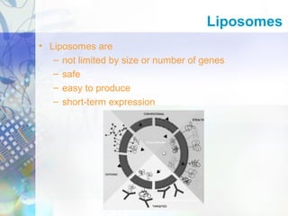 Liposomes
• Liposomes are
– not limited by size or number of genes
– safe
– easy to produce
– short-term expression
 