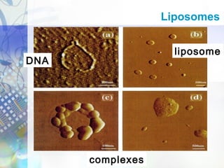 DNA
liposome
complexes
Liposomes
 