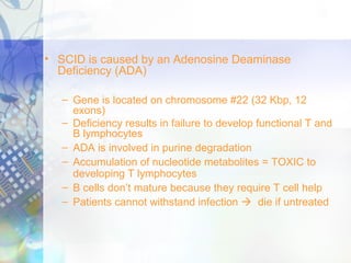 • SCID is caused by an Adenosine Deaminase
Deficiency (ADA)
– Gene is located on chromosome #22 (32 Kbp, 12
exons)
– Deficiency results in failure to develop functional T and
B lymphocytes
– ADA is involved in purine degradation
– Accumulation of nucleotide metabolites = TOXIC to
developing T lymphocytes
– B cells don’t mature because they require T cell help
– Patients cannot withstand infection  die if untreated
 