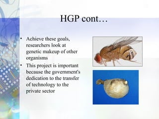 HGP cont…
• Achieve these goals,
researchers look at
genetic makeup of other
organisms
• This project is important
because the government's
dedication to the transfer
of technology to the
private sector
 