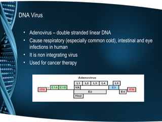 DNA Virus

 • Adenovirus – double stranded linear DNA
 • Cause respiratory (especially common cold), intestinal and eye
   infections in human
 • It is non integrating virus
 • Used for cancer therapy
 