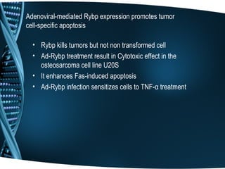 Adenoviral-mediated Rybp expression promotes tumor
cell-specific apoptosis

  • Rybp kills tumors but not non transformed cell
  • Ad-Rybp treatment result in Cytotoxic effect in the
    osteosarcoma cell line U20S
  • It enhances Fas-induced apoptosis
  • Ad-Rybp infection sensitizes cells to TNF-α treatment
 
