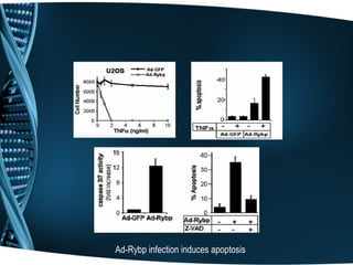 Ad-Rybp infection induces apoptosis
 