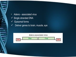 •   Adeno - associated virus
   Single stranded DNA
   Episomal forms
    Deliver genes to brain, muscle, eye
 