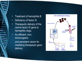 • Treatment of hemophilia B
• Deficiency of factor IX
• Therapeutic delivery of the
  canine factor IX gene to
  hemophilic dogs.
• An efficient, non-
  immunogenic
  and persistent vector for
  mediating therapeutic gene
  delivery
 