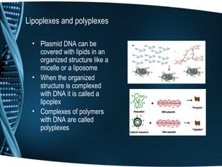Lipoplexes and polyplexes

  • Plasmid DNA can be
    covered with lipids in an
    organized structure like a
    micelle or a liposome
  • When the organized
    structure is complexed
    with DNA it is called a
    lipoplex
  • Complexes of polymers
    with DNA are called
    polyplexes
 