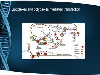 Lipoplexes and polyplexes mediated transfection
 