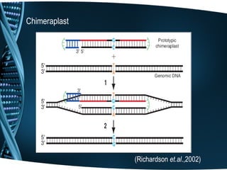 Chimeraplast




               (Richardson et.al.,2002)
 