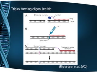 Triplex forming oligonuleotide




                                 (Richardson et.al.,2002)
 