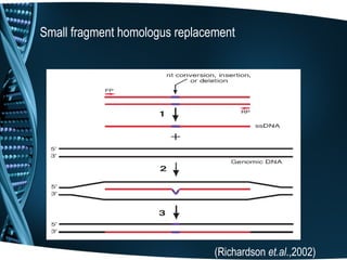 Small fragment homologus replacement




                                (Richardson et.al.,2002)
 