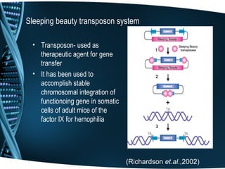 Sleeping beauty transposon system

 • Transposon- used as
   therapeutic agent for gene
   transfer
 • It has been used to
   accomplish stable
   chromosomal integration of
   functionoing gene in somatic
   cells of adult mice of the
   factor IX for hemophilia




                                  (Richardson et.al.,2002)
 
