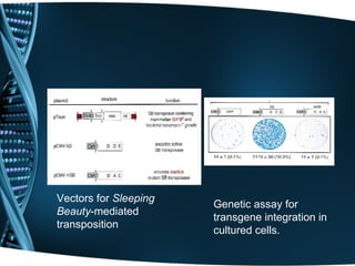 Vectors for Sleeping
                       Genetic assay for
Beauty-mediated
                       transgene integration in
transposition
                       cultured cells.
 