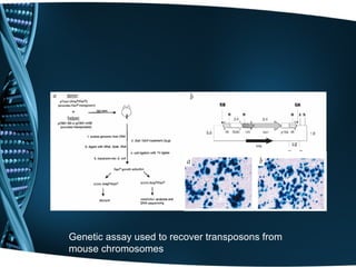 Genetic assay used to recover transposons from
mouse chromosomes
 