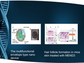 The multifunctional   Hair follicle formation in mice
envelope type nano    skin treated with MEND3
device
 