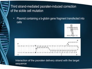 Third strand-mediated psoralen-induced correction
of the sickle cell mutation

  • Plasmid containing a b-globin gene fragment transfected into
    cells




   Interaction of the psoralen delivery strand with the target
   sequence
 