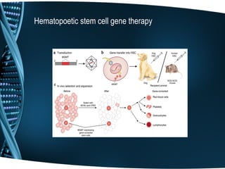 Hematopoetic stem cell gene therapy
 