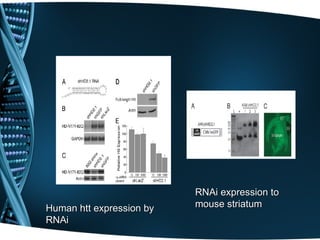 RNAi expression to
Human htt expression by   mouse striatum
RNAi
 