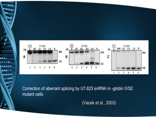 Correction of aberrant splicing by U7.623 snRNA in -globin IVS2
mutant cells
                                  (Vacek et al., 2003)
 