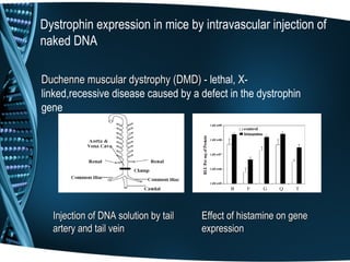 Dystrophin expression in mice by intravascular injection of
naked DNA

Duchenne muscular dystrophy (DMD) - lethal, X-
linked,recessive disease caused by a defect in the dystrophin
gene




  Injection of DNA solution by tail   Effect of histamine on gene
  artery and tail vein                expression
 