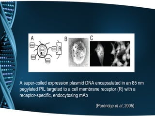 A super-coiled expression plasmid DNA encapsulated in an 85 nm
pegylated PIL targeted to a cell membrane receptor (R) with a
receptor-specific, endocytosing mAb

                                      (Pardridge et al.,2005)
 