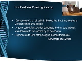 First Deafness Cure in guinea pig



•  Destruction of the hair cells in the cochlea that translate sound
  vibrations into nerve signals
• A gene, called Atoh1, which stimulates the hair cells' growth,
  was delivered to the cochlea by an adenovirus
• Regained up to 80% of their original hearing thresholds
                                      (Kawamoto et al.,2005)
 