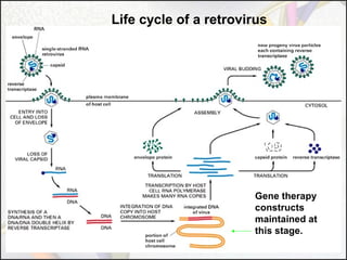 Life cycle of a retrovirus

Gene therapy
constructs
maintained at
this stage.

 