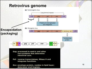 Retrovirus genome

Encapsidation
(packaging)

16

 