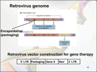 Retrovirus genome

Encapsidation
(packaging)

Retrovirus vector construction for gene therapy
5’ LTR Packaging Gene X

Neor

3’ LTR
18

 
